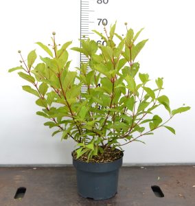 Cephalanthus occidentalis C5