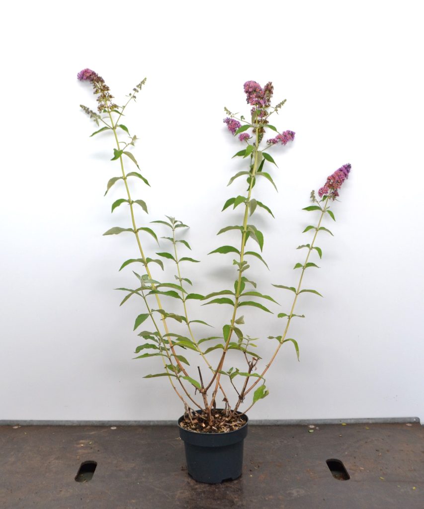 Buddleja weyer Flower Power C2