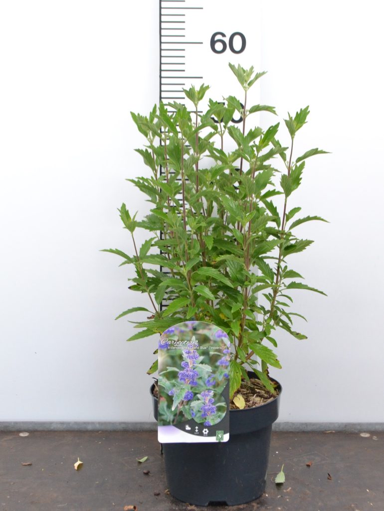 Caryopteris clandonensis Grand Blue C3