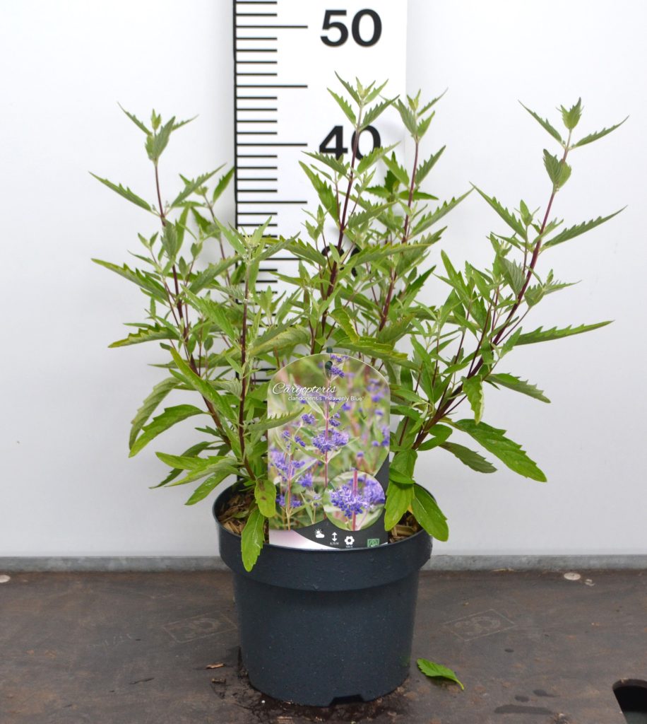 Caryopteris clandonensis Heavenly Blue C3