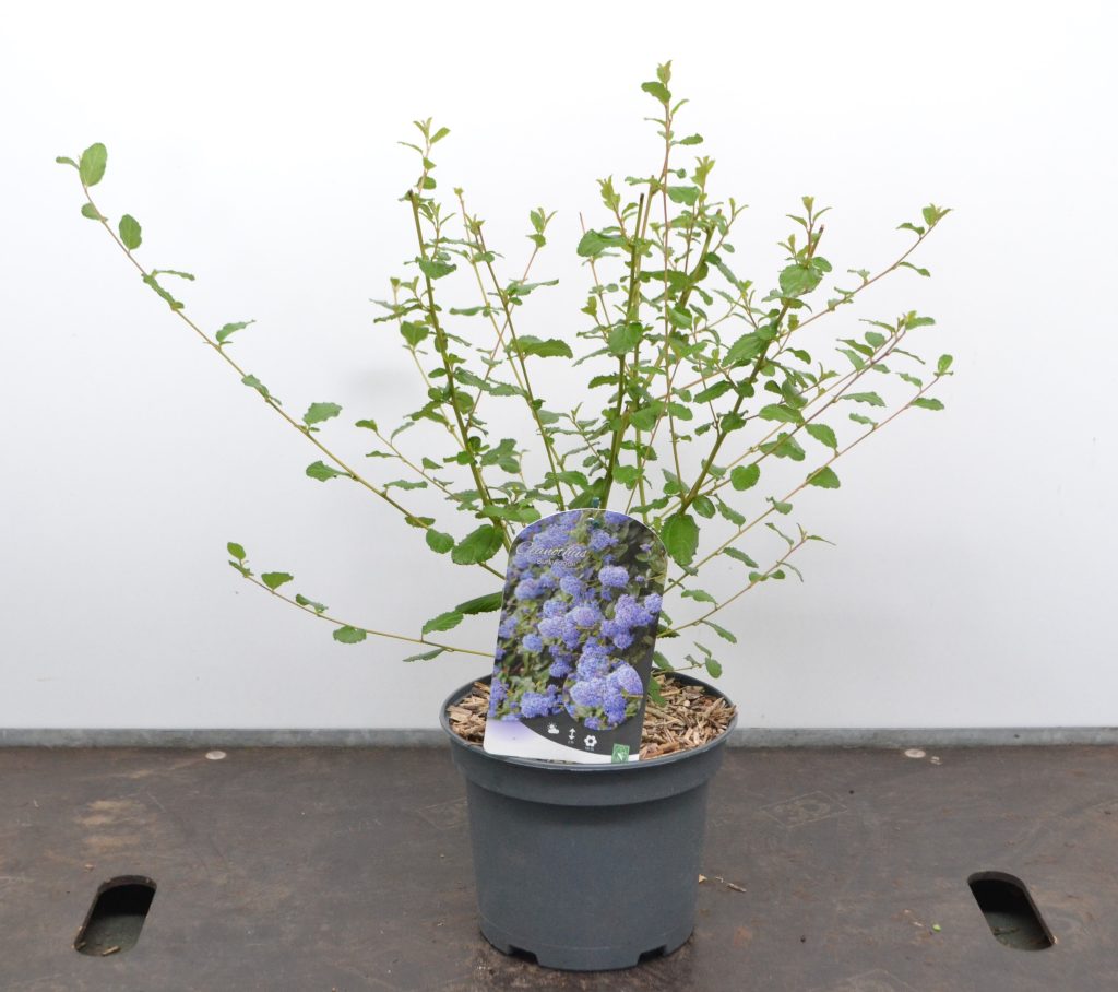 Ceanothus Burkwoodii C3