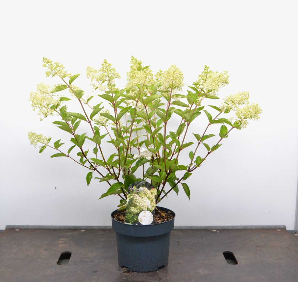 Hydrangea paniculata Grandiflora C5