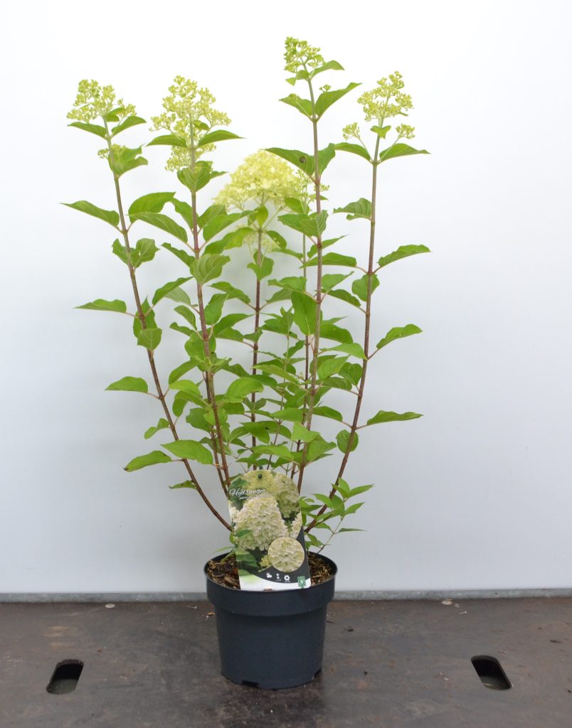 Hydrangea paniculata Limelight C3