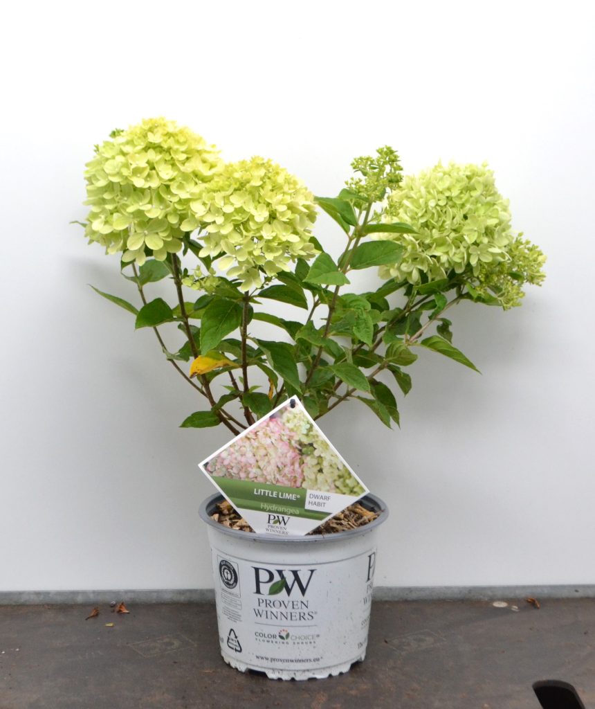 Hydrangea paniculata Little Lime C3