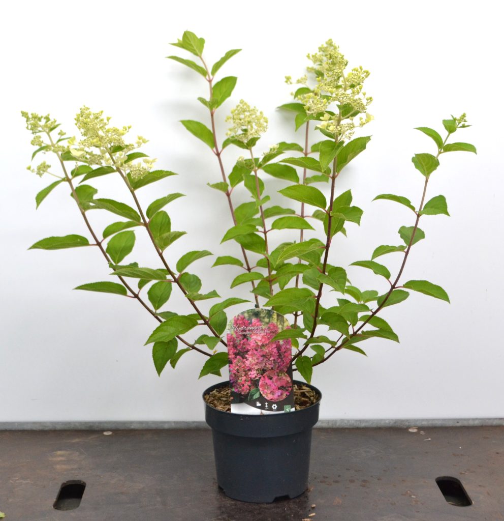 Hydrangea paniculata Magical Fire C3