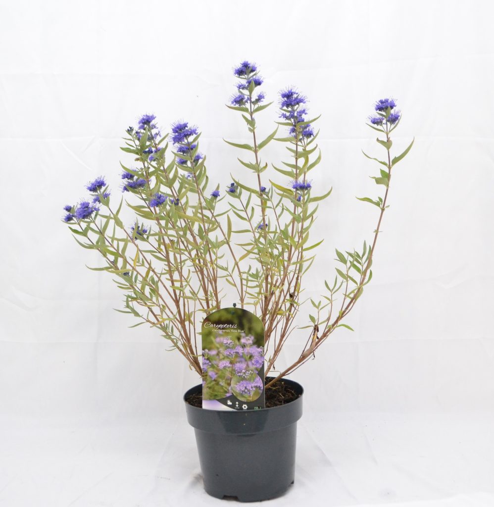 Caryopteris clandonensis Kew Blue C3