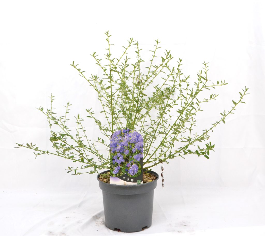 Ceanothus Concha C3