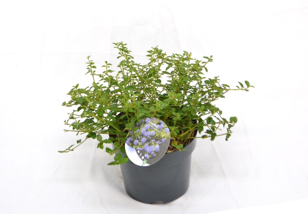 Ceanothus thyrsiflorus Repens C3