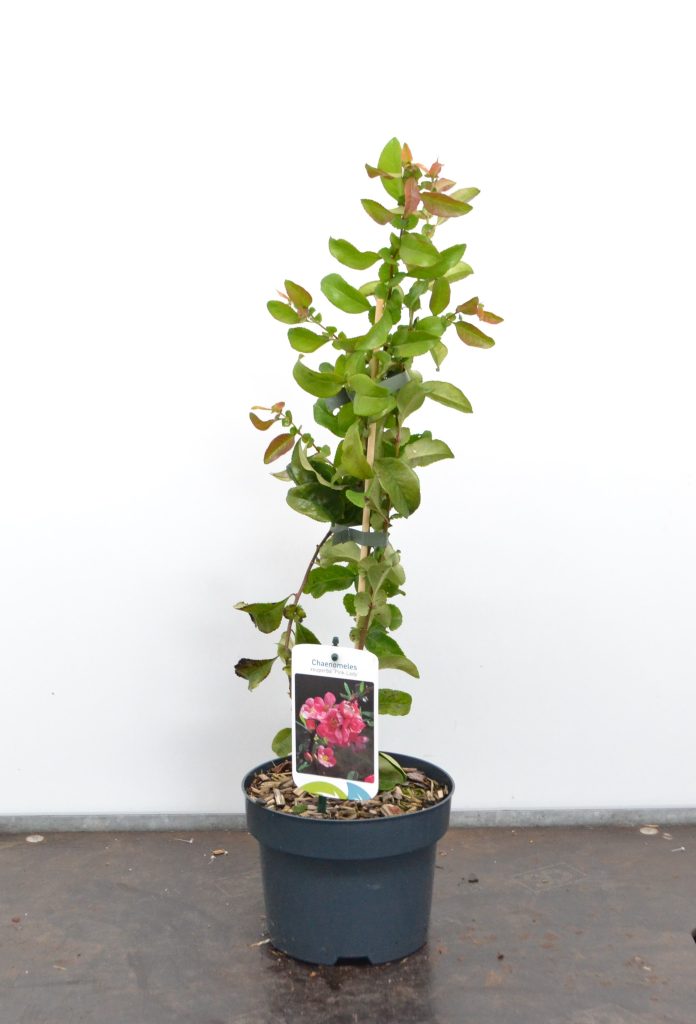 Chaenomeles superba Pink Lady C2