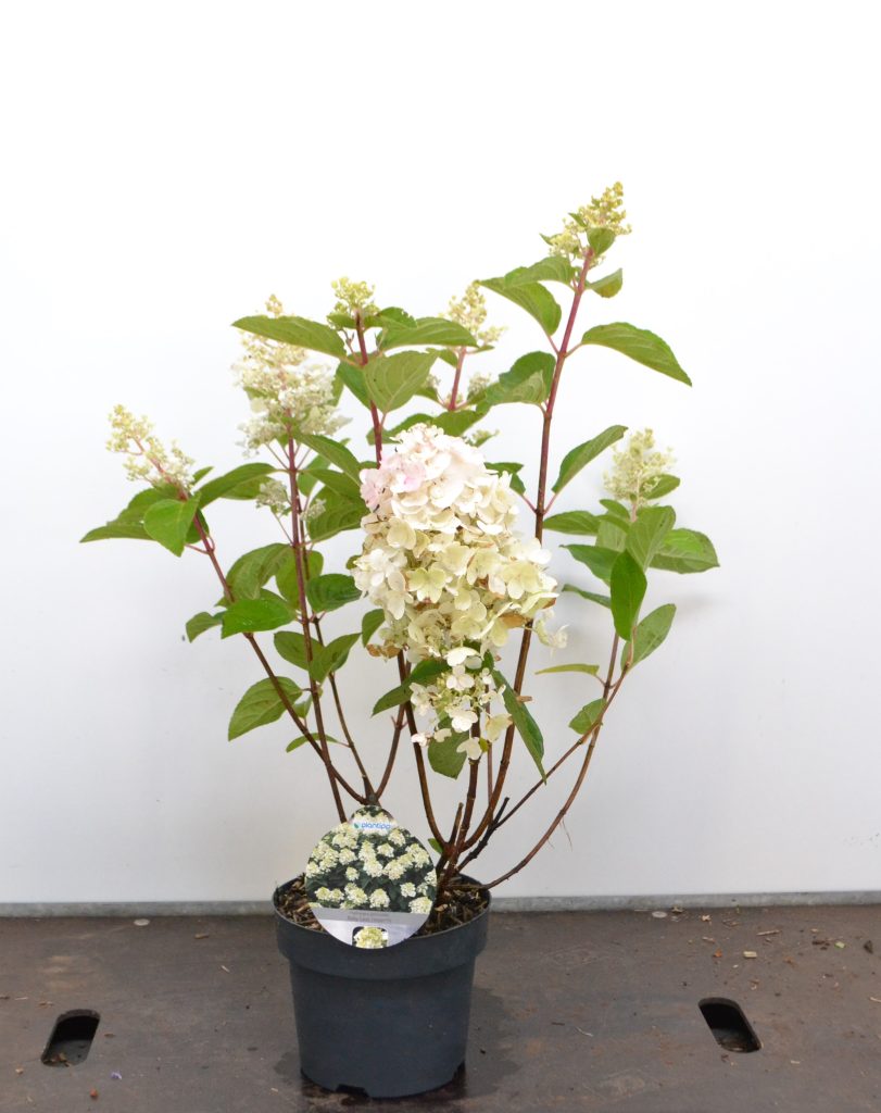 Hydrangea paniculata Baby Lace C3