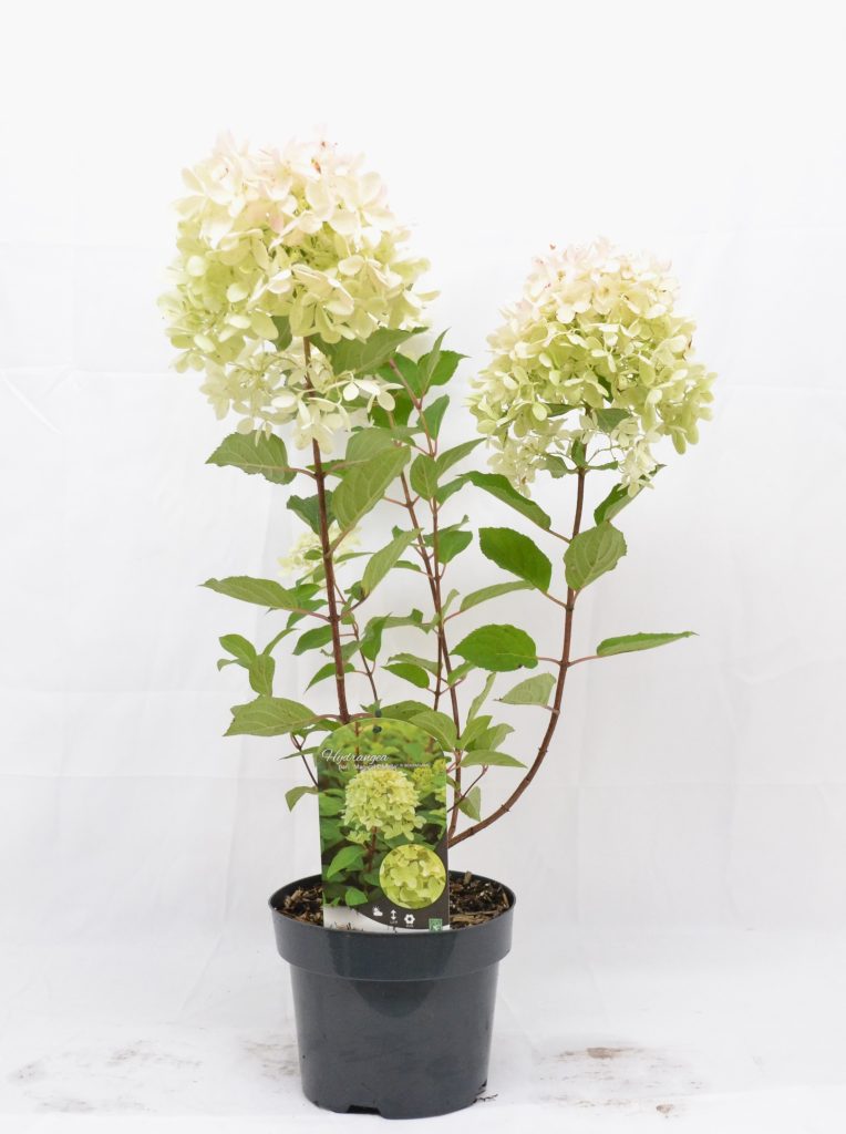 Hydrangea paniculata Magical Candle C3