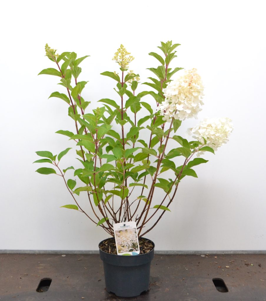 Hydrangea paniculata Silver Dollar C3