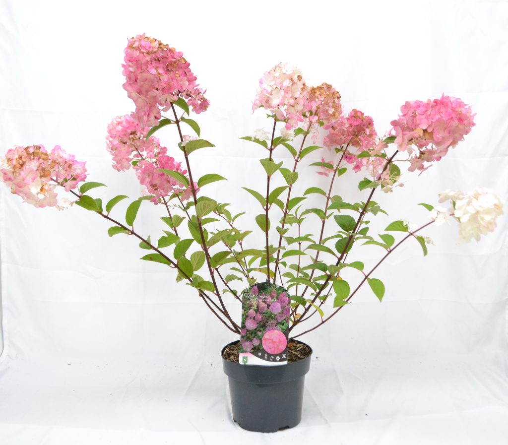 Hydrangea paniculata Sundae Fraise C3