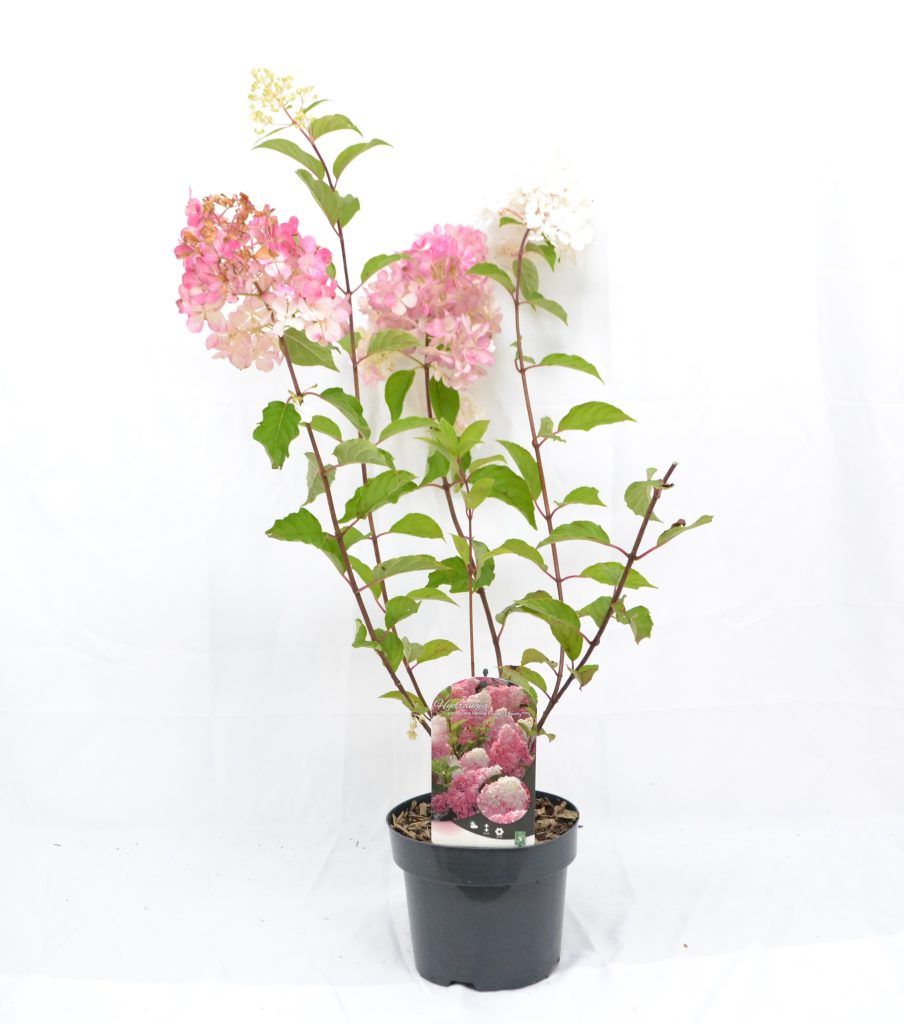 Hydrangea paniculata Vanille Fraise C3